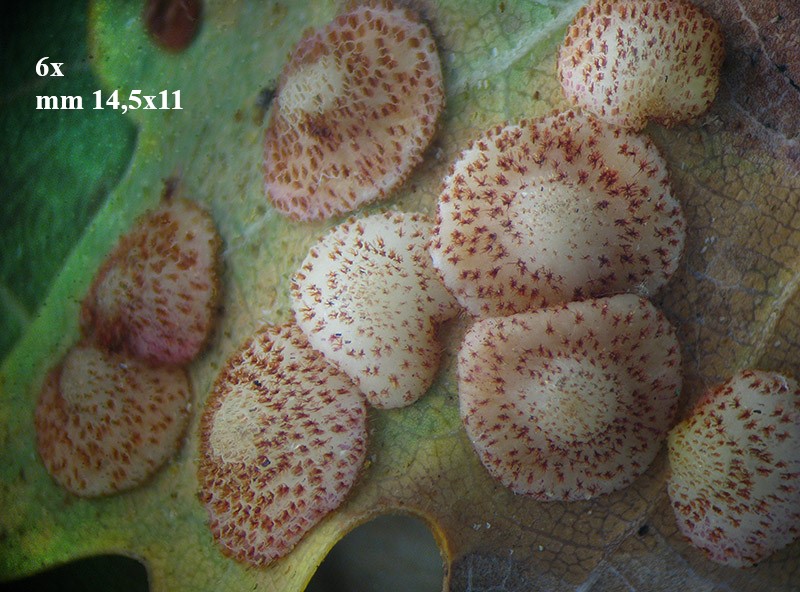 Neuroterus q. b. con parassitoide